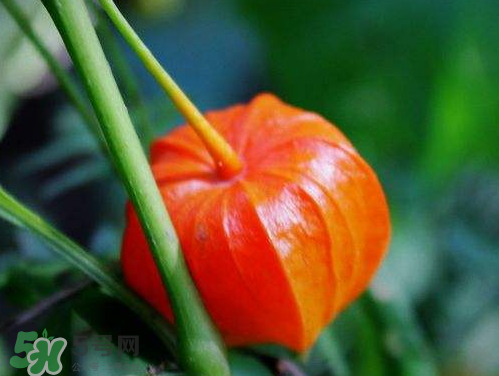 紅姑娘能治療糖尿病嗎？紅姑娘能治什么病？
