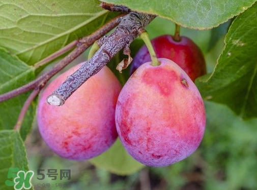 新鮮西梅皮可以吃嗎？西梅皮的功效與作用