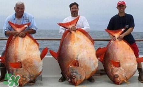 月亮魚是什么魚？月亮魚能吃嗎