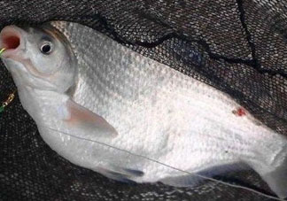 武昌魚(yú)怎么釣？釣武昌魚(yú)用什么餌料？