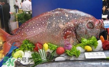 月亮魚是什么魚？月亮魚能吃嗎