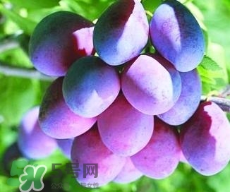 西梅軟的好吃還是硬的好吃？西梅軟的是壞了嗎？