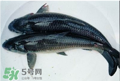 鯇魚和草魚哪個好吃？鯇魚和草魚的區(qū)別