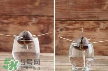 牛油果核能吃嗎？牛油果核怎么種盆栽？