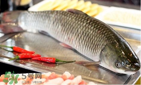 鯇魚和草魚哪個好吃？鯇魚和草魚的區(qū)別