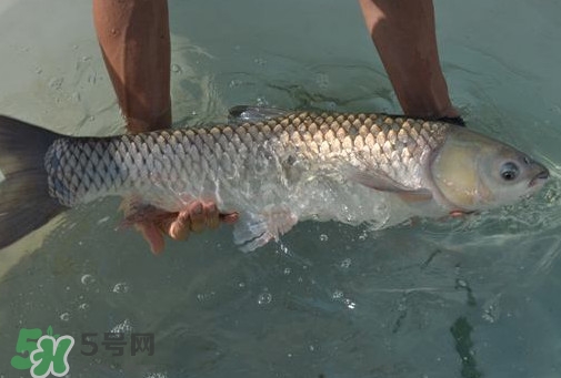 脆肉鯇是草魚嗎？脆肉鯇和草魚有什么區(qū)別