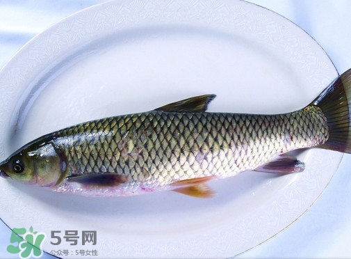 鯇魚是什么魚？鯇魚是怎樣來(lái)的