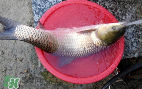 釣鯇魚用什么魚餌？鯇魚怎么做好吃
