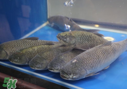 釣鯇魚用什么魚餌？鯇魚怎么做好吃