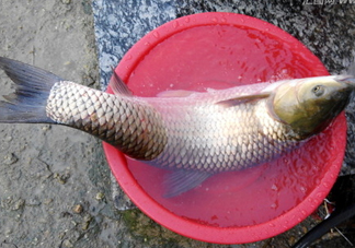 釣鯇魚用什么魚餌？鯇魚怎么做好吃