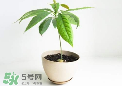 牛油果核能吃嗎？牛油果核怎么種盆栽？