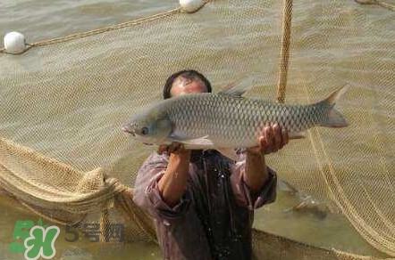 脆肉鯇是草魚嗎？脆肉鯇和草魚有什么區(qū)別