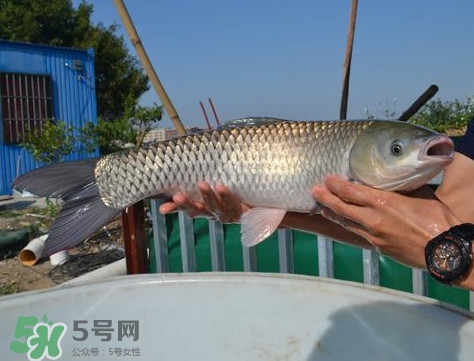 脆肉鯇是什么魚？脆肉鯇口感為什么是脆的