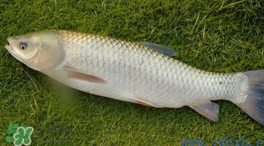草魚怎么養(yǎng)殖成脆肉鯇？脆肉鯇養(yǎng)殖條件及技術(shù)
