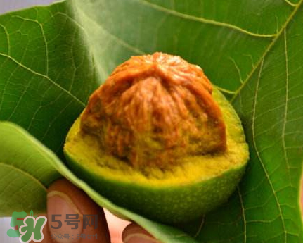 青皮核桃可以冷凍嗎？青皮核桃可以冷藏嗎？