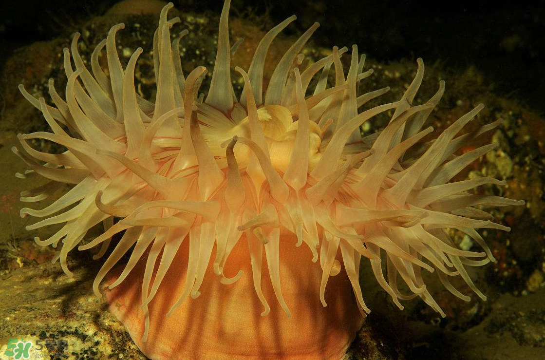 ?？艹詥幔亢？趺闯裕?></p><p>學(xué)名：Condylactis passiflora</p><p>分布：加勒比海、大西洋沿岸，水深30公尺以內(nèi)的水域。</p><p>特點(diǎn)：美國(guó)沿岸珊瑚礁特有的美麗品種，觸手又粗又長(zhǎng)，刺細(xì)胞毒性很強(qiáng)，碰到它的魚(yú)類(lèi)、無(wú)脊椎動(dòng)物都可能受到傷害，顏色多樣化，有白色、黃色、粉紅色等。</p><p>習(xí)性：喜歡單獨(dú)生長(zhǎng)在石縫及沙石之中，喜歡50000Lux的強(qiáng)光帶，繁殖方式不一。</p><p>飼養(yǎng)條件：溫度18~22℃、pH8.0~8.4、kH9~11°dH，適合養(yǎng)在光照強(qiáng)之處，可喂以漢堡飼料、人工豐年蝦、海水微量元素。</p><p>拳頭?？?/p><p>學(xué)名：Entacmaea quadricolor</p><p>分布：印度洋、太平洋、紅海到薩摩亞群島之間的淺灘珊瑚礁，水深40公尺以內(nèi)的水域。</p><p>特點(diǎn)：在口盤(pán)駐觸手長(zhǎng)滿了共生藻，因此影響了它們色澤的表現(xiàn)。觸手構(gòu)造很獨(dú)特，頂端通常呈氣泡狀，也會(huì)因壓縮而成球形或梨形，與小丑魚(yú)行共生。</p><p>習(xí)性：以群居的方式棲息在淺水地帶，個(gè)別生長(zhǎng)在其他地區(qū)的，需要石縫、巖洞以固著及藏匿。</p><p>養(yǎng)殖條件：生長(zhǎng)在強(qiáng)光帶，溫度22~26℃，可喂以漢堡飼料、人工豐年蝦、海水微量元素。</p> </div>
<div align=