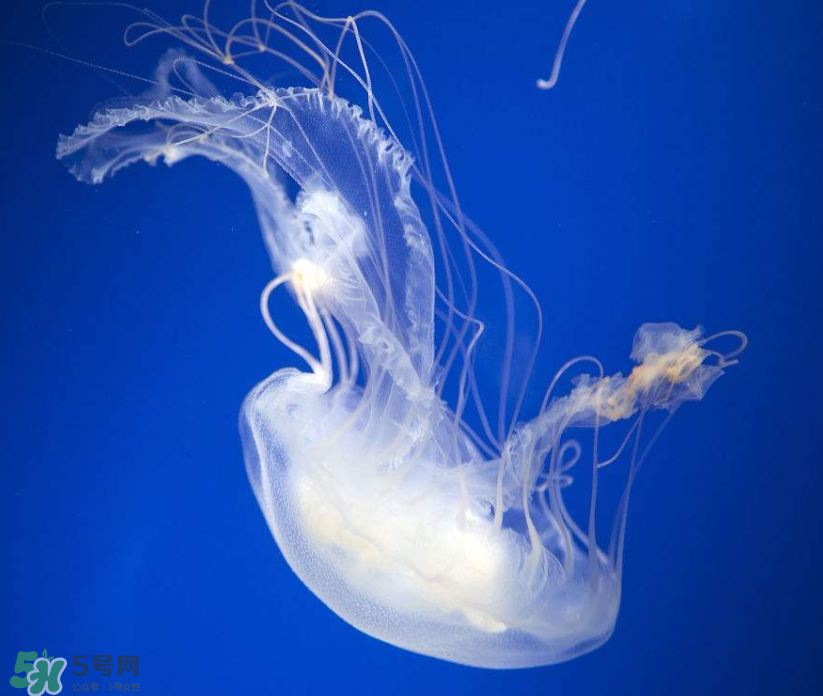 海蜇是生吃嗎？海蜇怎么吃？