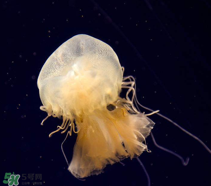 海蜇是生吃嗎？海蜇怎么吃？