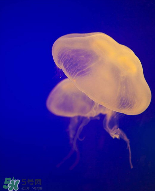 海蜇不能和什么一起吃？海蜇食用禁忌
