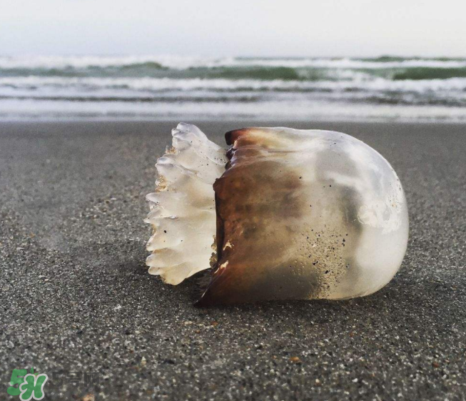 海蜇不泡能吃嗎？海蜇可以直接吃嗎？