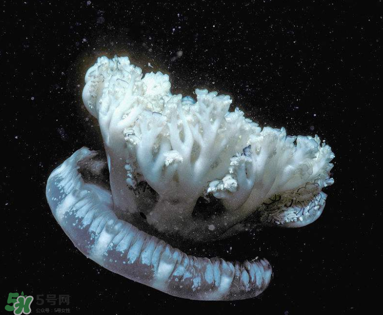 海蜇不泡能吃嗎？海蜇可以直接吃嗎？