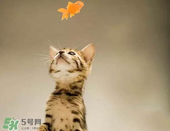 孟加拉豹貓多少錢一只？孟加拉豹貓粘人嗎