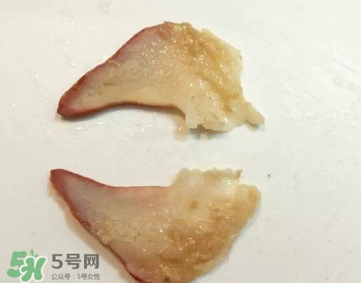 北極貝多少錢一斤？北極貝長什么樣子