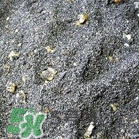 核桃粉怎么做？核桃粉的功效與作用