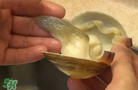 北極貝多少錢一斤？北極貝長什么樣子