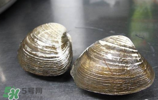 北極貝多少錢一斤？北極貝長什么樣子