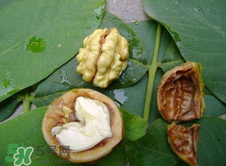 青皮核桃和干核桃哪個營養(yǎng)高？有什么區(qū)別？