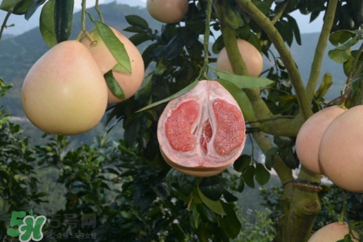三紅蜜柚口味怎么樣？三紅蜜柚苗多少錢一棵