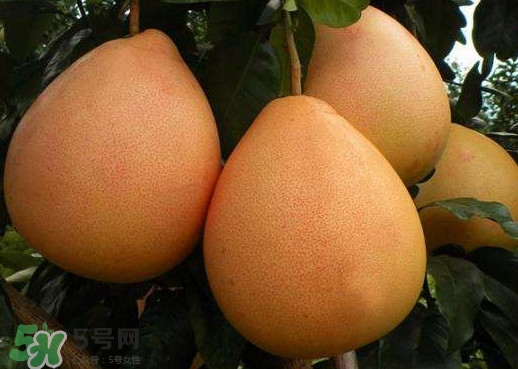 三紅蜜柚什么時候種植？三紅蜜柚什么時候成熟