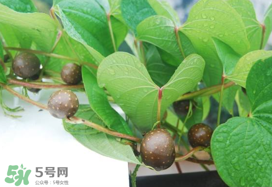 山藥豆能生吃嗎？山藥豆能帶皮吃嗎？