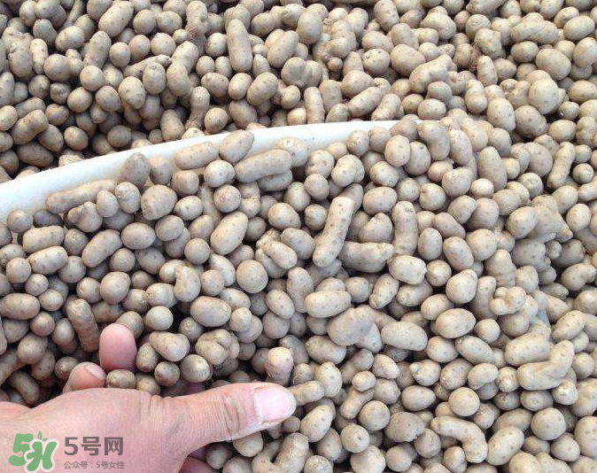 山藥豆能種植嗎？山藥豆怎么種？