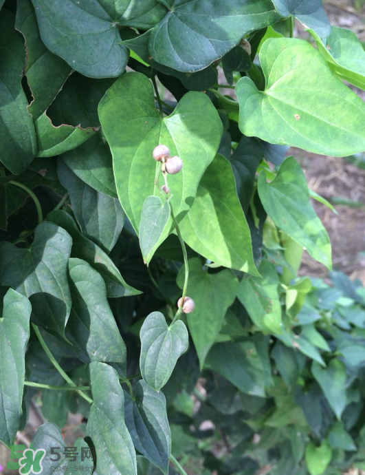 山藥豆能種植嗎？山藥豆怎么種？