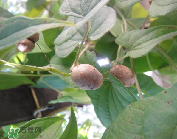 山藥豆能泡酒嗎？山藥豆能打豆?jié){嗎？