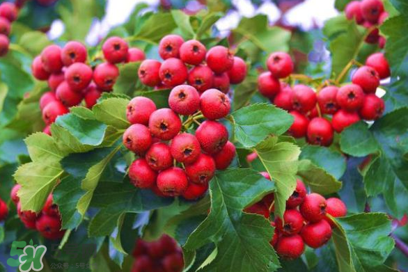 山楂和紅棗可以一起泡水喝嗎？