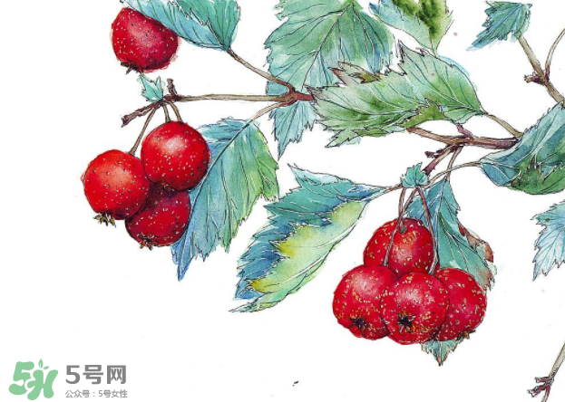 山楂要煲多長(zhǎng)時(shí)間最好？山楂要什么時(shí)候吃最好？