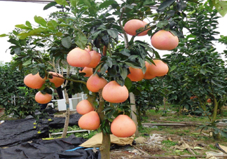 三紅蜜柚幾年結(jié)果？種三紅蜜柚好還是紅肉蜜柚好？