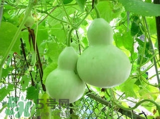 醋泡洋蔥能降血壓嗎？哪些食物可以降血壓？