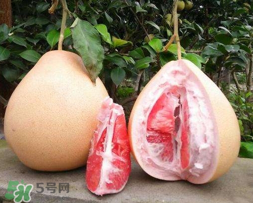 三紅蜜柚多少錢(qián)一斤2017？三紅蜜柚好吃嗎