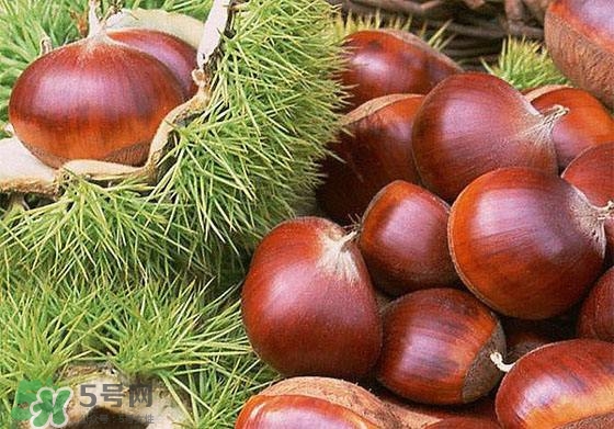 板栗酒能治療腎陽虛嗎？板栗泡酒真的能壯陽嗎？