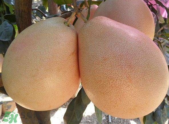 三紅蜜柚幾年結果？種三紅蜜柚好還是紅肉蜜柚好？