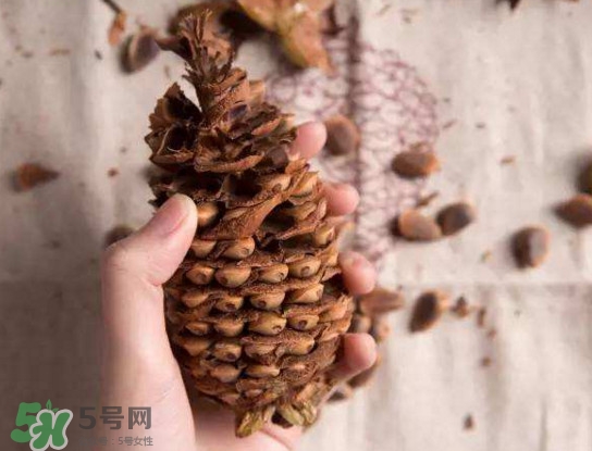 松籽有什么營養(yǎng)價(jià)值？松籽仁的功效與作用