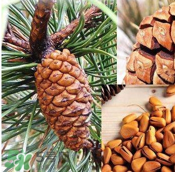 松籽是什么樹結(jié)的？松子還是松籽？