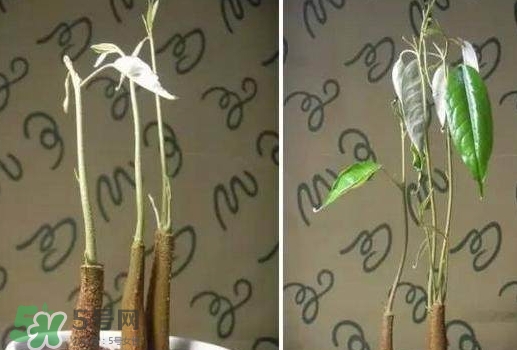 榴蓮籽能種嗎？榴蓮籽怎么種小盆栽？