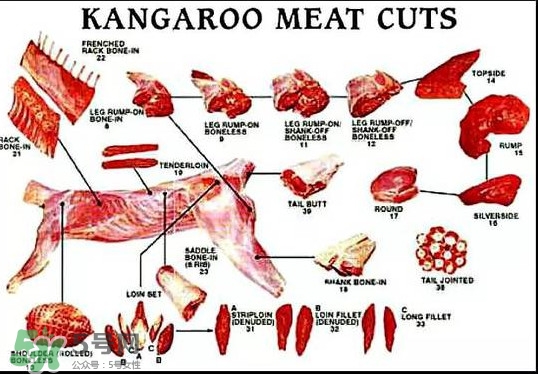 袋鼠是老鼠嗎？袋鼠肉好吃嗎