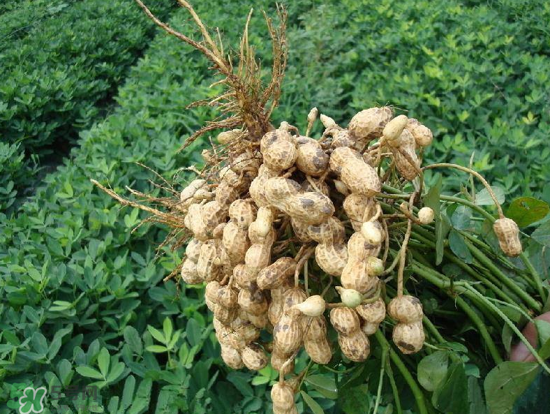 花生的藥用價(jià)值有哪些？花生不能和什么一起吃？