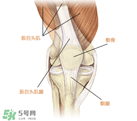 風濕可以吃螃蟹嗎？得了風濕能吃螃蟹嗎？